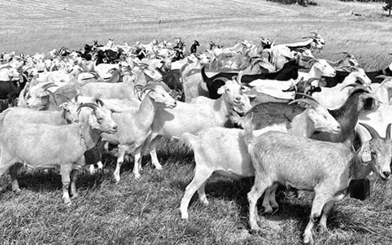 NDSU and UMN Extension to host sheep and goat fencing and grazing management webinar