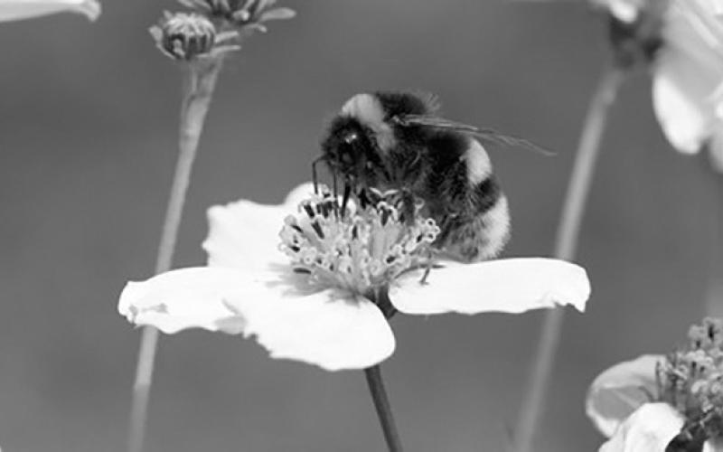 Dakota Gardener: Pollinator gardening for children