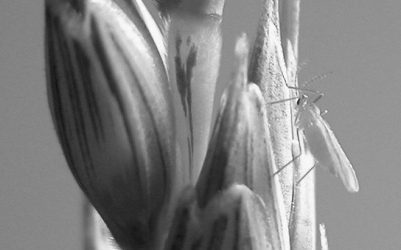 The most critical time to scout spring wheat for adult wheat midge is from heading through the early-flowering stages. (NDSU photo)