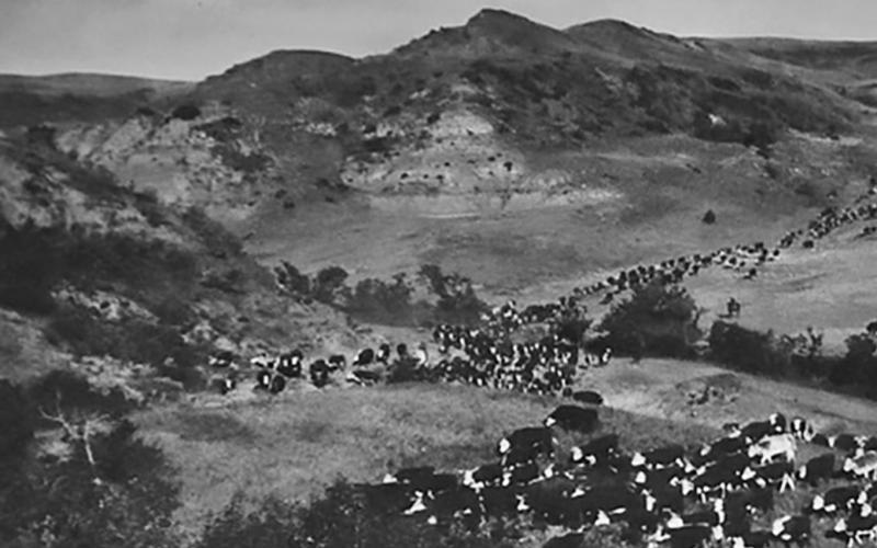This photo, which is on display in the Cowboy Hall of Fame in Medora was taken in 1935 of a cattle drive from Fort Berthold to Killdeer. Submitted photo.