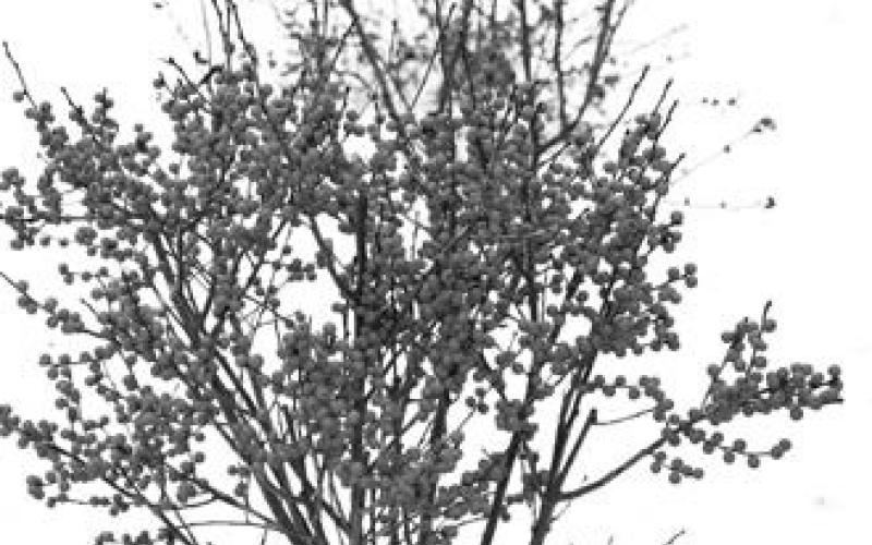 Berry Poppins winterberry is dazzling in winter landscapes. (Photo courtesy of Proven Winners.)
