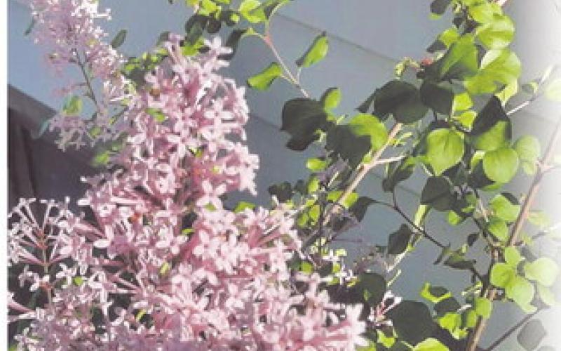 Korean Lilac photo by Clint Van Camp