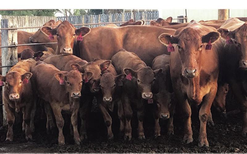 The Dakota Alternative Beef Cow Systems Symposium will provide up-todate research and information about alternative production practices.