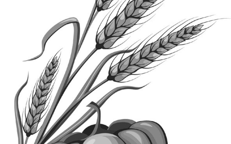 Alt Text for Image