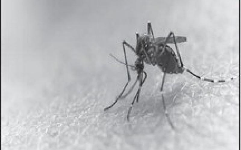 Tips to prevent West Nile Virus