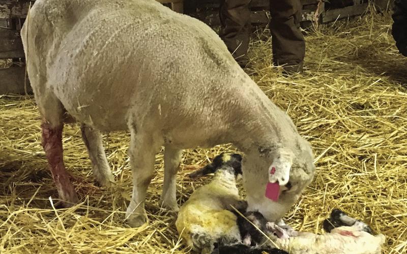 A healthy lamb and caring ewe are important parts of a sheep operation. (NDSU photo)