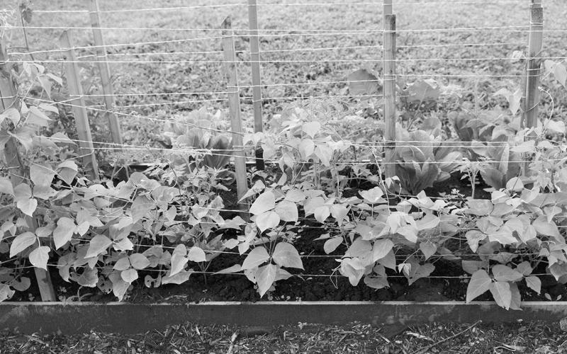 Growing climbing fruit and vegetables on a trellis saves garden space and makes harvest easier.