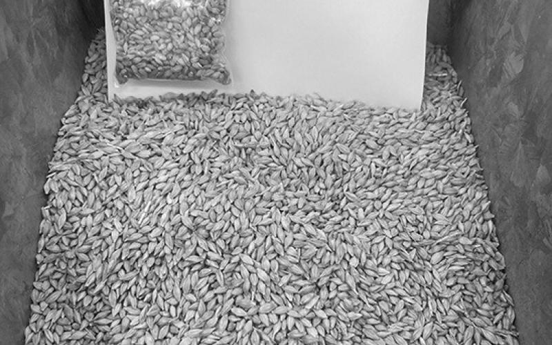 Photo by Jessica Tull of one of countless varieties of barley