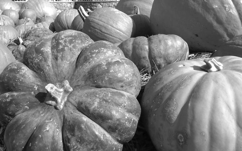 The Walhalla Chamber of Commerce invites you to come and take part in the 21st annual Giant Pumpkinfest on Sept. 27. activities.