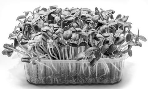 Applicants sought for microgreens kits for grades 1-4