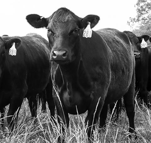Cattle are highly selective, and they seek out the high-quality plants and will graze them to oblivion if allowed. (NDSU photo)