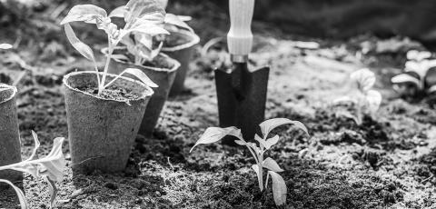 NDSU Extension's Field to Fork webinars will provide information about growing, preserving and preparing speciality-crop fruits and vegetables. (Pixabay photo)
