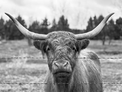 Winning photo in the ‘animal’ category.