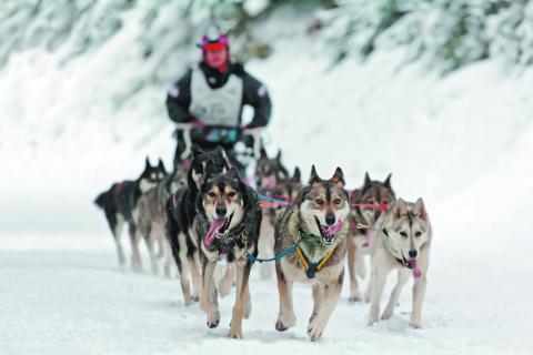 Dog sledding presentation set