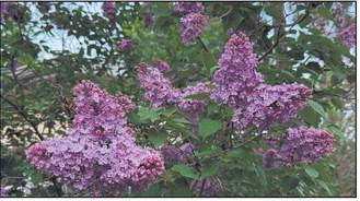 A common lilac showing off its 2026 blossoms – the same plant that blossomed in fall 2025 after being heavily infected with the fungus Pseudocercospora. (NDSU photo)