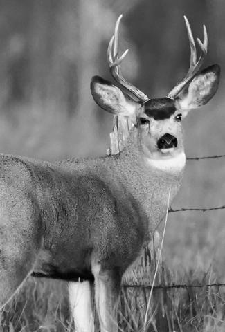 The 2024 spring index for mule deer in the badlands was 1% higher than 2023, but 4% below the long-term average. Photo courtesy of NDGF.