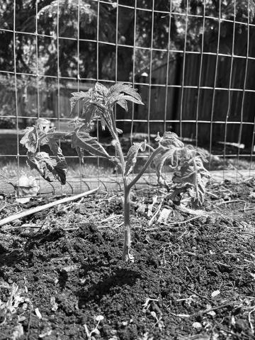 To get the most out of your tomato plants, NDSU Extension shares some helpful gardening tips. NDSU photo
