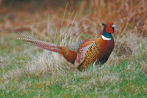 Pheasants are released each year prior to the Youth Pheasant Opener.