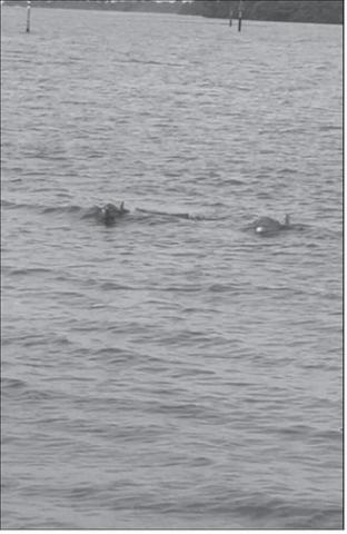 Certain death – two killer dolphins bearing down on our pontoon.