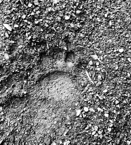 Can you see the bear print?