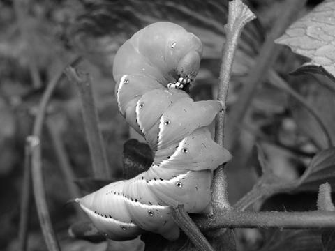 This hornworm eating a tomato vine can be controlled with a variety of available insecticides. (Pixabay photo)