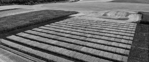 Crucial agricultural research is conducted in Fargo and at NDSU Research Extension Centers throughout the state. NDSU photo