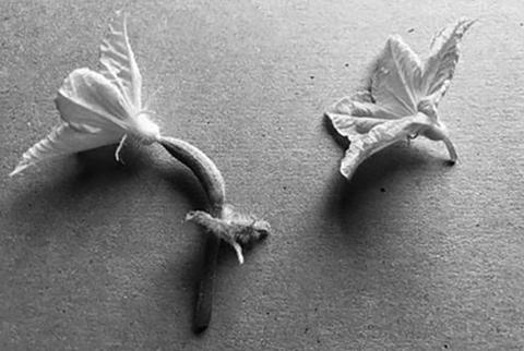 Cucumber plants produce separate female flowers (left) and male flowers (right). NDSU photo