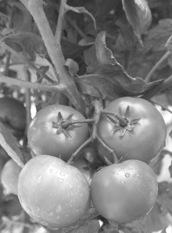 Take steps to ripen tomatoes before frost.