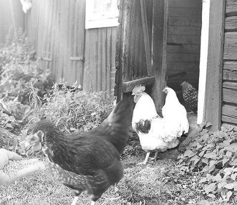All poultry owners, regardless of flock size, should practice appropriate biosecurity to protect from HPAI.