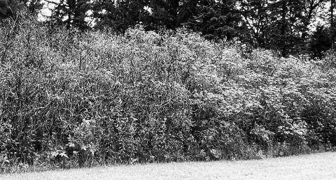 For the second year in a row, the lilacs in this shelterbelt have been hit hard by a fungal foliage disease called Pseudocercospora. NDSU photo