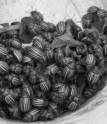 Colorado potato beetles are notorious for developing resistance to many insecticides. (NDSU photo)
