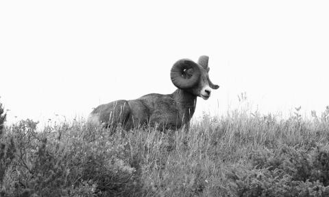 Currently, about 480 bighorns make up the populations managed by the North Dakota Game and Fish Department, National Park Service and the Three Affiliated Tribes Fish and Wildlife Division. Photo by Ashley Peterson.