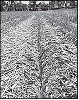 Attendees of the SMS and DIRT Conference will have the opportunity to learn about many aspects of soil health from 18 concurrent sessions on cover crop management, reduced and alternative tillage practices, understanding and harnessing soil biology, economics of soil management practices, integrating crop and livestock systems and more. NDSU photo