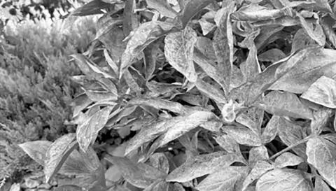 Unlike many fungal diseases, powdery mildew does not require water on the leaves to infect the plant. NDSU photo
