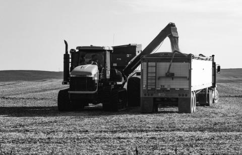 Farm workers load beans into a grain truck Sept. 28, 2025, in Wells County, N.D. Photo by Lora Wobbema, courtesy of The North Dakota Monitor