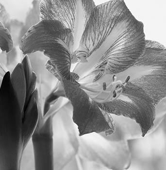 If timed right, you can have fresh amaryllis flowers for Christmas. NDSU photo