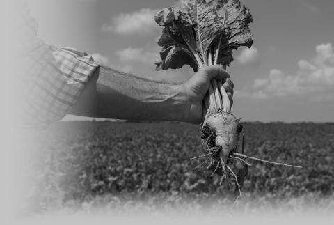 Sugarbeet harvest wraps up