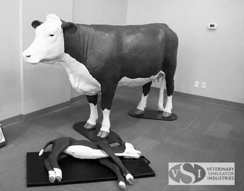New this year, a cow and calf simulators will allow participants to practice assisting with abnormal deliveries. NDSU photo