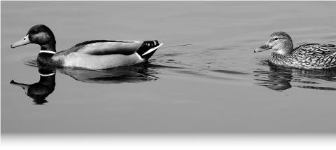 North Dakota’s breeding duck numbers decline again