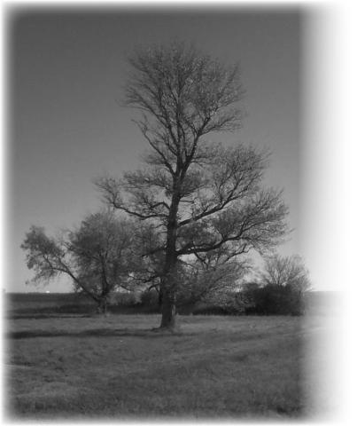 “And all the trees of the field shall know that I, the LORD, brought down the high tree and exalted the low tree, dried up the green tree and made the dry tree flourish; I the LORD, have spoken and have done it” (Ezekiel 17:24-25, NKJV).
