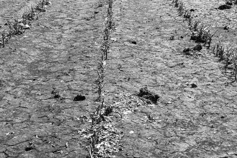 Hail damaged field in Traill County. Photo courtesy of Countryside Insurance Agency.