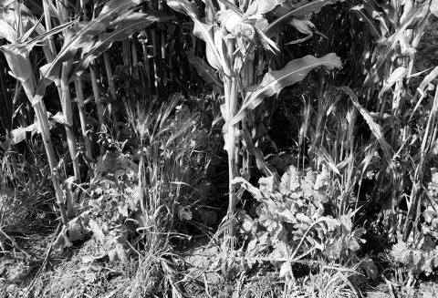 Farmers for Soil Health is a farmer-driven initiative for farmers aimed at improving soil health through the adoption of cover crops. (NDSU photo)