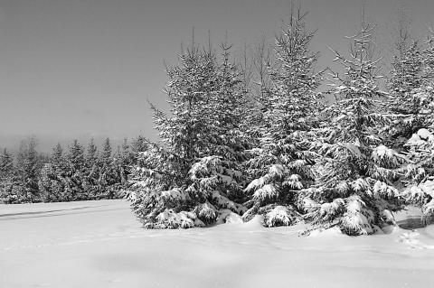 Evergreen trees can be seen as symbols of renewal and rebirth.