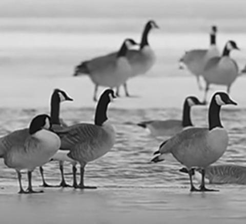 Photo courtesy of North Dakota Game and Fish
