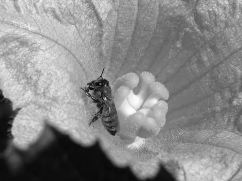 Almost all cucumber, melon, pumpkin and squash flowers require pollination by bees to produce fruit. (Flickr photo by Swallowtail Garden Seeds)