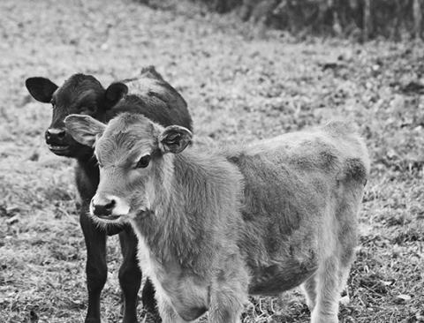 Recordkeeping is the only way producers can reference historical information when investigating how a change impacted production or profitability.