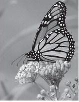 The future of the monarch is hanging in the balance. Photo courtesy of NDGF