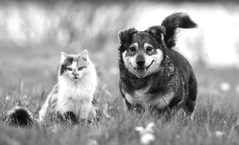 Whether your pet of choice is a dog, cat, hamster, fish or other creature, you may experience some health benefits through your interactions with your pet.