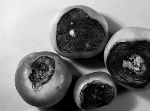 Blossom end rot is not a disease but rather a complex condition involving water, nutrients and genetics. (Photo by David B. Langston, University of Georgia, Bugwood.org)