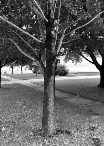The bottom branch was easily reached from the ground but the upper two branches aren't accessible. A pole saw would be perfect for this situation. (NDSU photo)